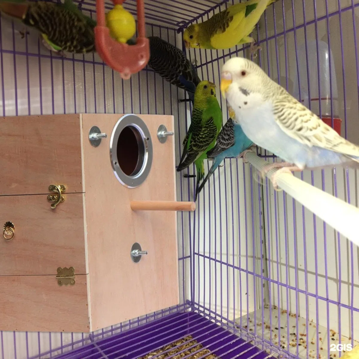 Nistkasten für Sittiche, Naturholz Vogelzuchtkasten mit Sitzstange, ideal für Lovebirds, Nymphensittiche, Tauben und Papageien