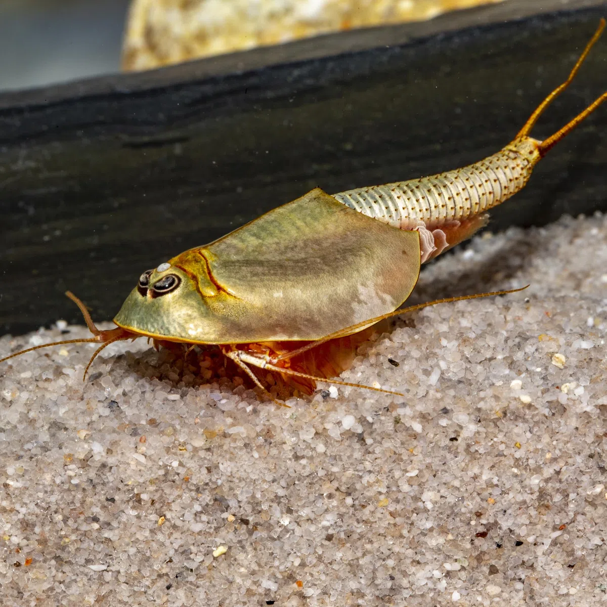 Triops und Feenkrebse Urzeitkrebse Komplettset,6 Liter, Kunststoff Aquarium, Eier, Luftpumpe, Filter, Kescher, Zuchtansatz, Futter und Anleitung