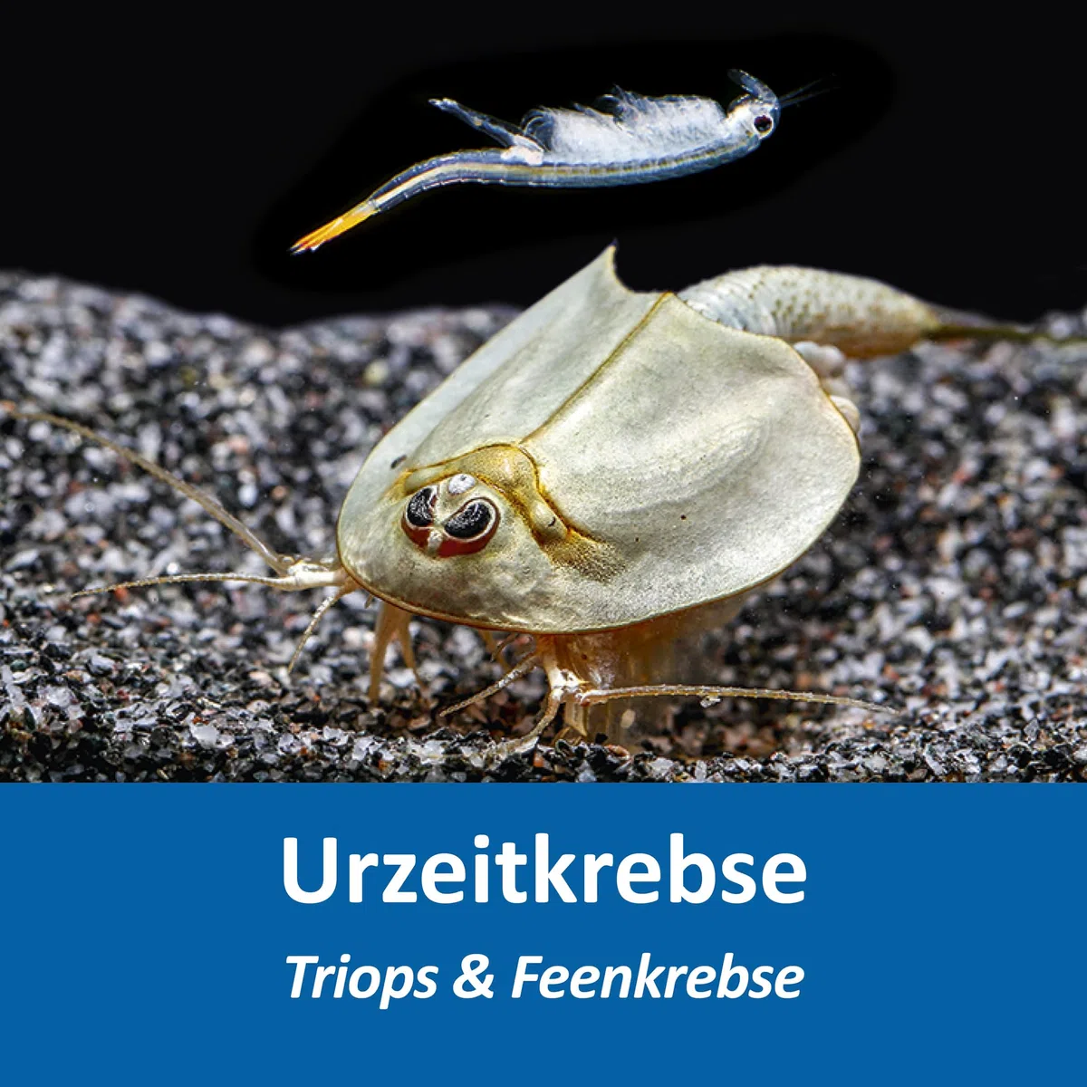 Triops und Feenkrebse Urzeitkrebse Komplettset,6 Liter, Kunststoff Aquarium, Eier, Luftpumpe, Filter, Kescher, Zuchtansatz, Futter und Anleitung