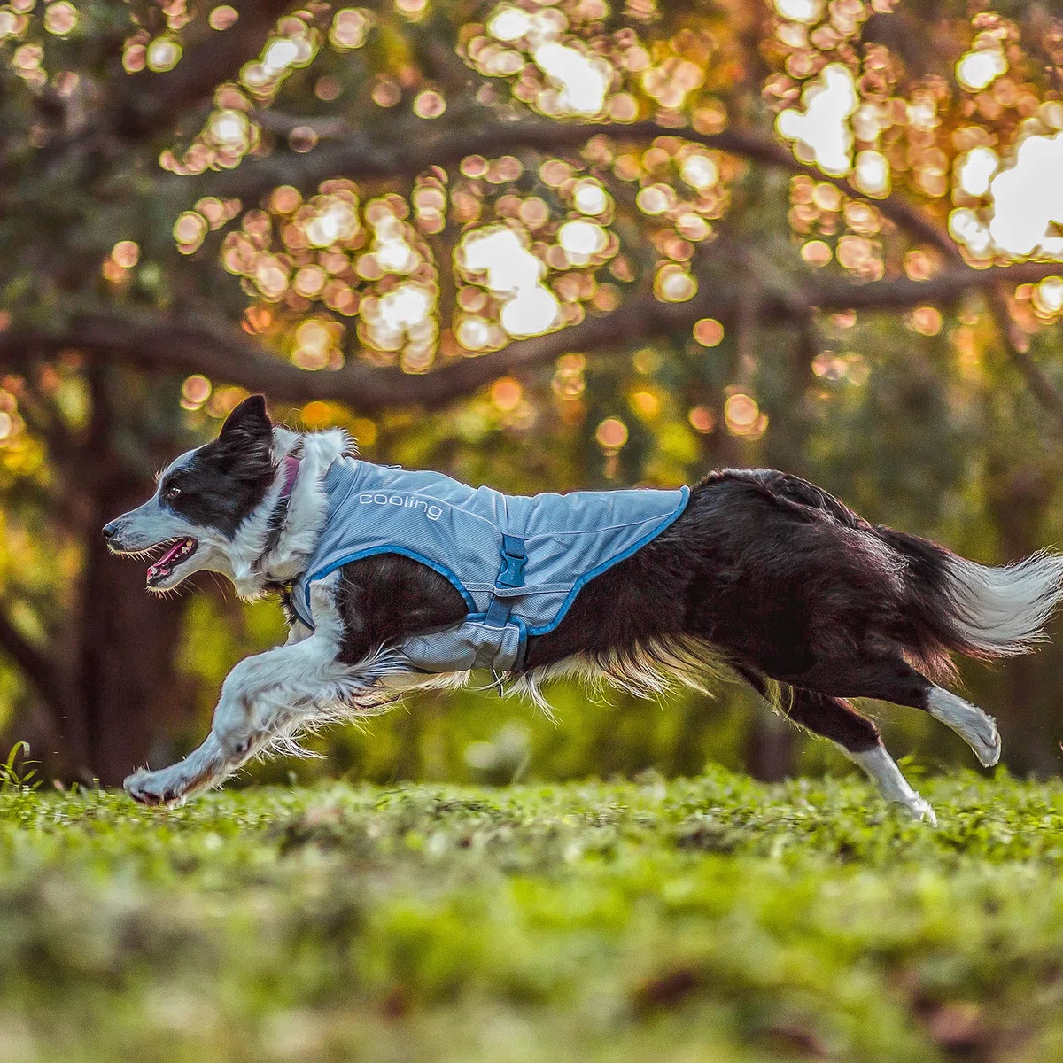 Kurgo Hundekühlweste - Sommer-Kühljacke - Hundemantel kompatibel mit Geschirr - Reflektierende Akzente - Grau - L