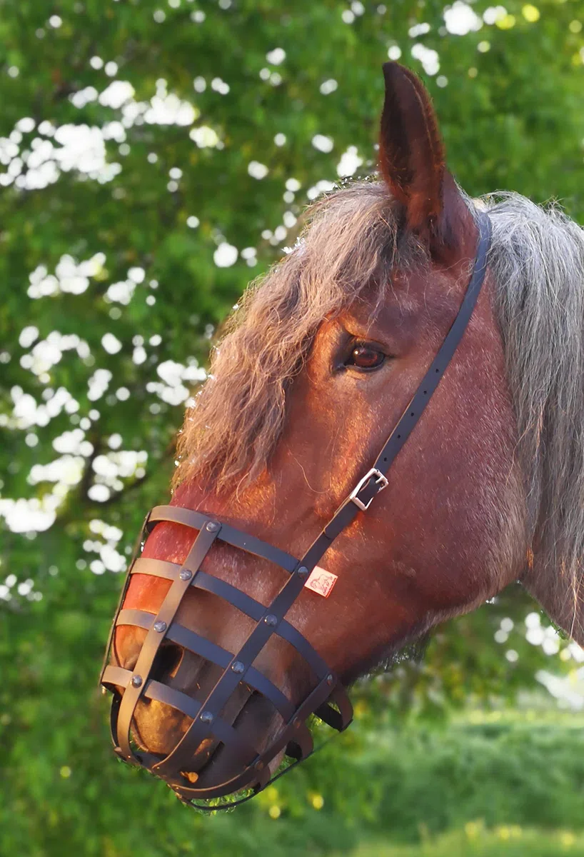 Fressbremse Strong Schwere Warmblüter und Kaltblüter mit Kehlriemen und Standartbodenplatte