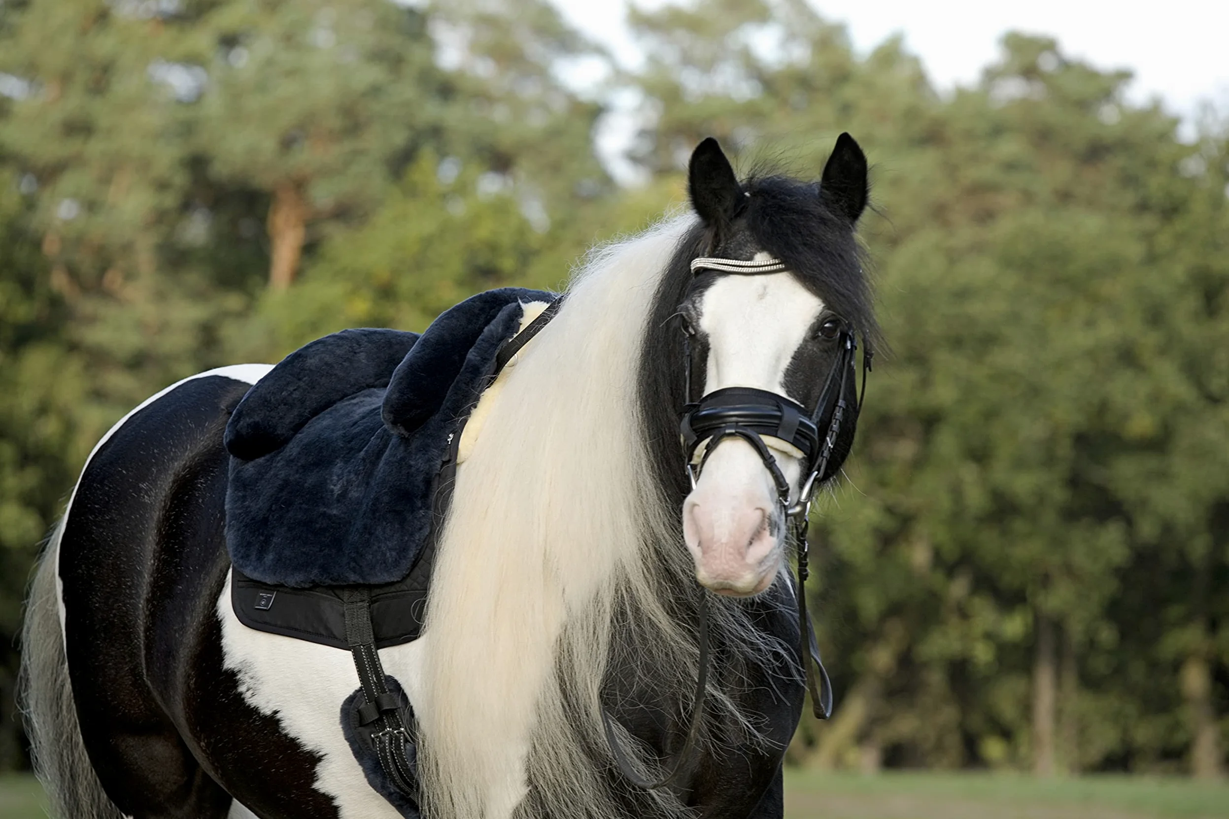 Werner Christ Fellsattel IBERICA Plus baumloser Lammfellsattel im spanischen Stil, Bare-Back-pad, Pferde-Sattel aus echtem Lammfell in Gr. Pony, in anthrazit