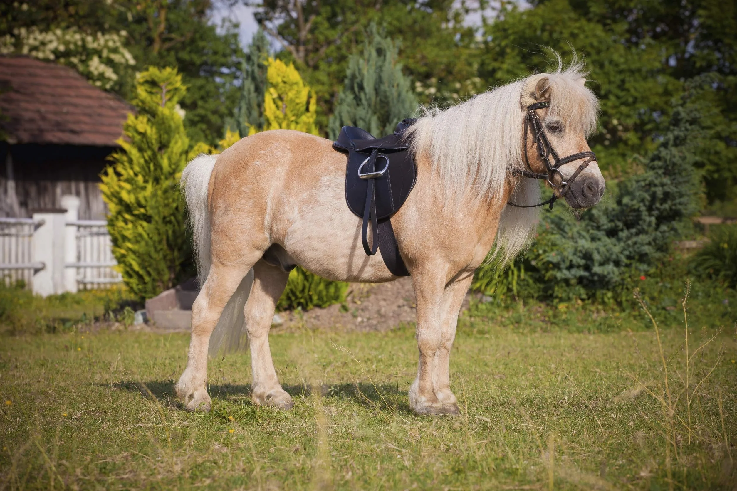 Covalliero Sattelset Economy, Pony, schwarz, 15 Zoll, Kammerweite 34,5cm, Synthetikmaterial, Pferde, rutschhemmend, individuell justierbar