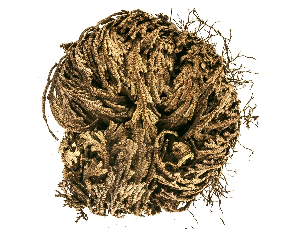 10 x Rose von Jericho | Klein | Geschenkkarton | Perfekte Indoor Pflanze als Deko oder als Mini Terrarium/Flaschengarten Zubehör | Neben Moss oder Steinpflanzen