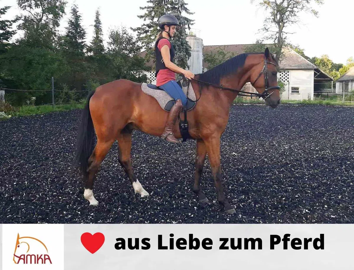 AMKA Soft Seat Bareback Pad Reitpad Reitkissen weich gepolstert mit Sattelgurt, Warmblut