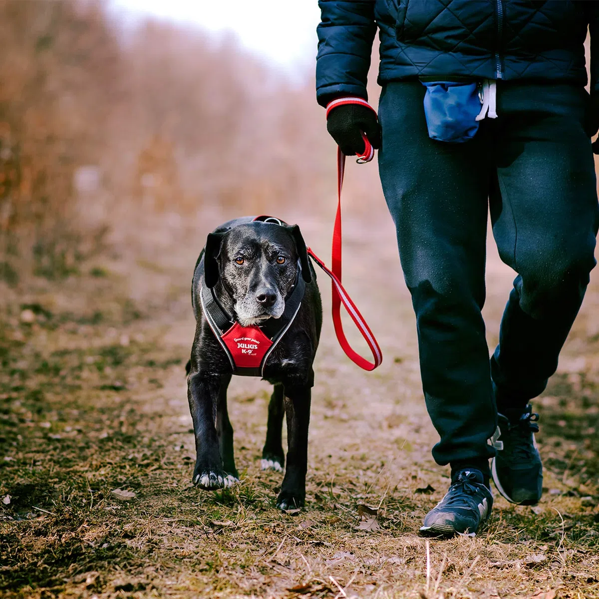 IDC Longwalk Geschirr, Rot-Grau, Größe: M