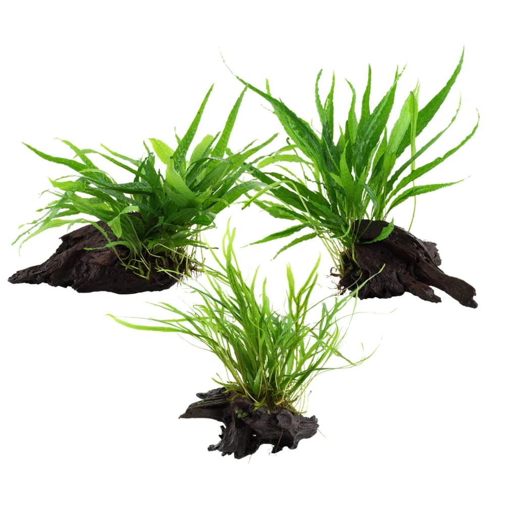 AquaOne Aquarium Pflanzen I 3x Wasserpflanzen I Aquarienpflanze auf Wurzel I Microsorum pteropus Jafarn Narrow Trident I Set Mix mit 3 Mittgelgrundpflanzen