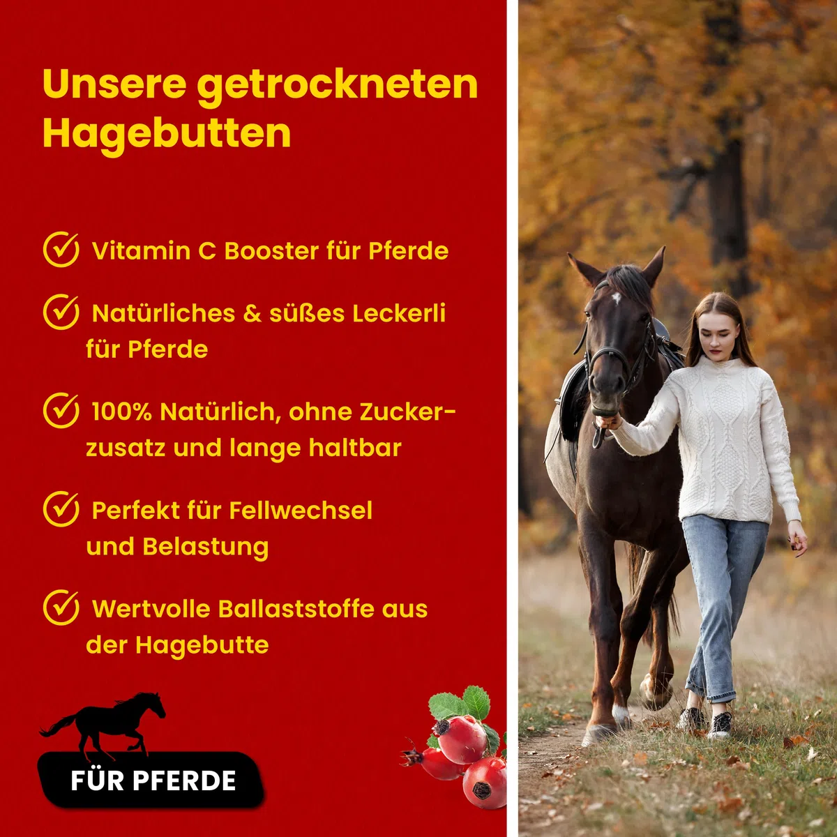 Scheidler horse-direkt Hagebutten getrocknet für Pferde 2kg – Ganze Hagebutte in Spitzenqualität – 100% Natürlicher Vitamin C Booster – Ideales Pferdeleckerli/Zusatzfutter ohne Zuckerzusatz