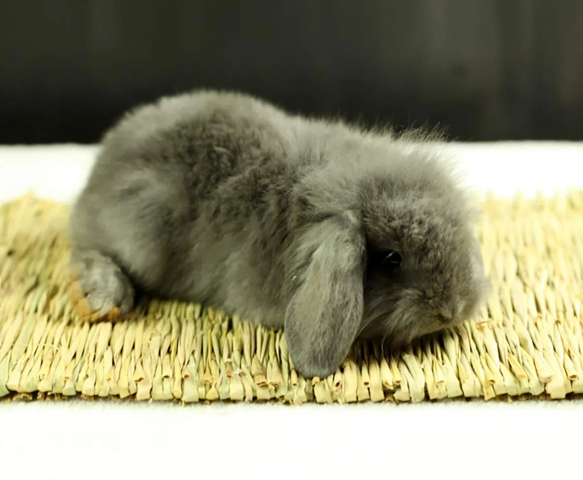 Yesland Gewebte Bettmatte für Kaninchen, Grasmatte und Hasenbett, Kaninchenbett und natürliches Kauspielzeugbett für Meerschweinchen, Chinchilla, Eichhörnchen, Hamster, Katze, Hund und Kleintiere, 12