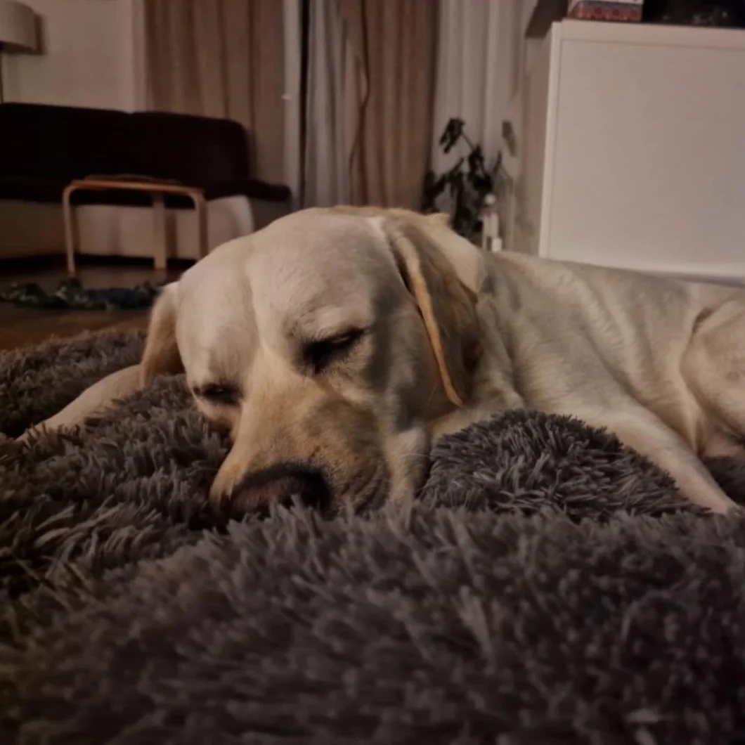 Fluffy Hundebett mit waschbarem Bezug 120 cm - Handgefertigt Hundebett Flauschig - Hundekissen Flauschig - Katzenbett Maschinenwaschbar - Rund Katzenbett Beige