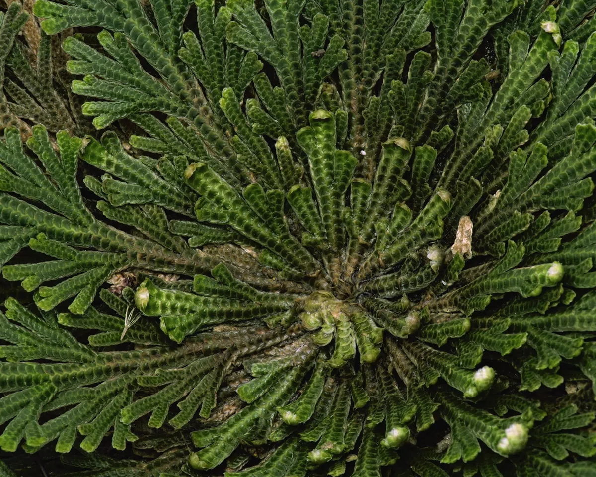 10 x Rose von Jericho | Klein | Geschenkkarton | Perfekte Indoor Pflanze als Deko oder als Mini Terrarium/Flaschengarten Zubehör | Neben Moss oder Steinpflanzen