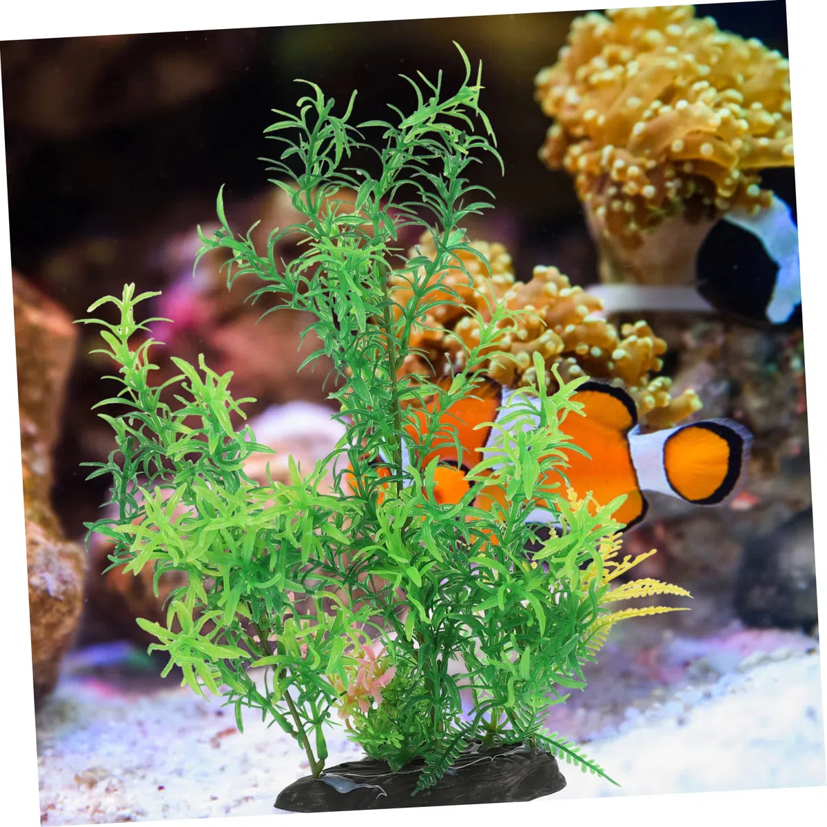 Sosoport 5 Sätze Aquarienlandschaft Floater Anlage Aquarienbaumpflanzen Im Freien Halter Für Wasserpflanzen Großes Aquarium- Luft Pflanzen Aquarium Plastik 2 Stücke * 5