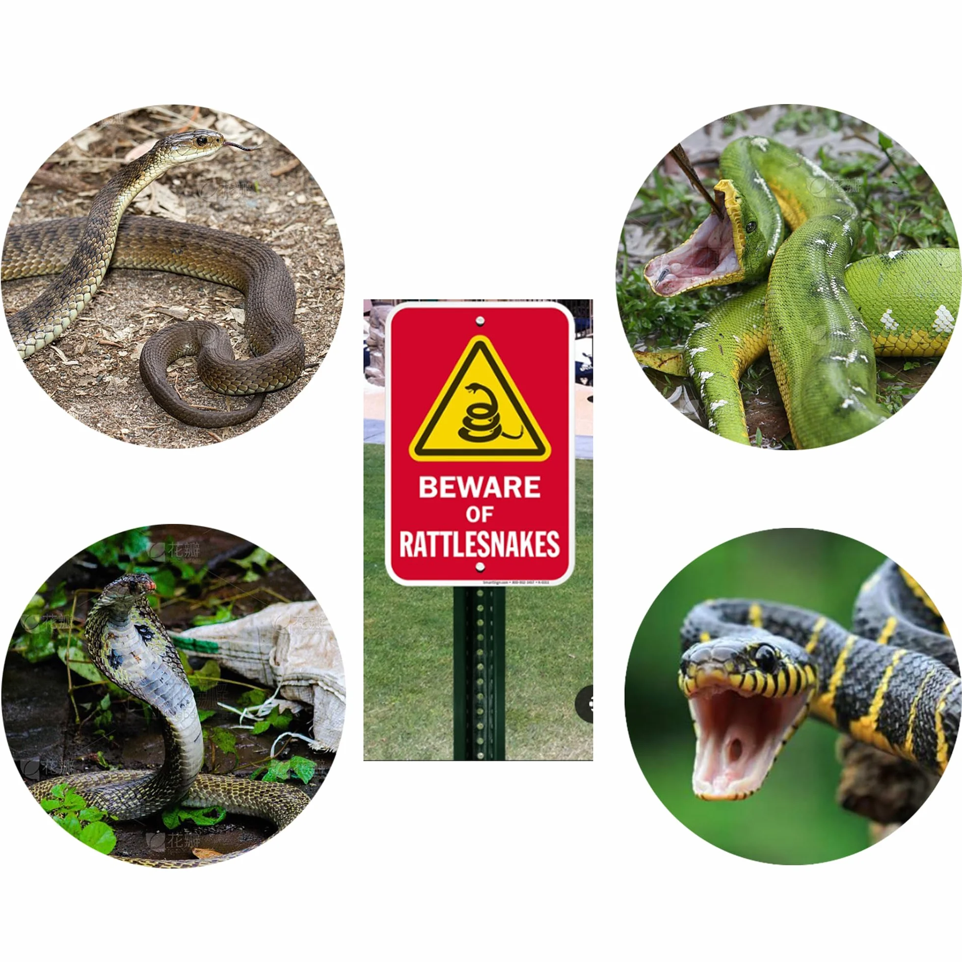Schlangenfangnetz mit Teleskopgriff, Werkzeuge zum Umgang mit Schlangen und Reptilien, zum Entfernen und Auffangen von Schlangen in die Netztasche (74,9 cm lange Schlangenzange und