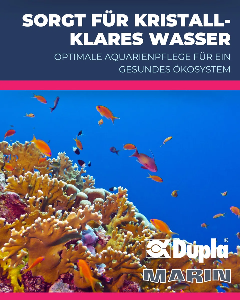 Dupla Marin Ocean Sump OS 500 I 5 Kammer Filtersystem für Aquarien bis 500 Liter I 76,6 x 40 x 40 cm I Aquariumfilter für effiziente Wasserfiltration I Filteranlage für Süß- und Meerwasseraquarien