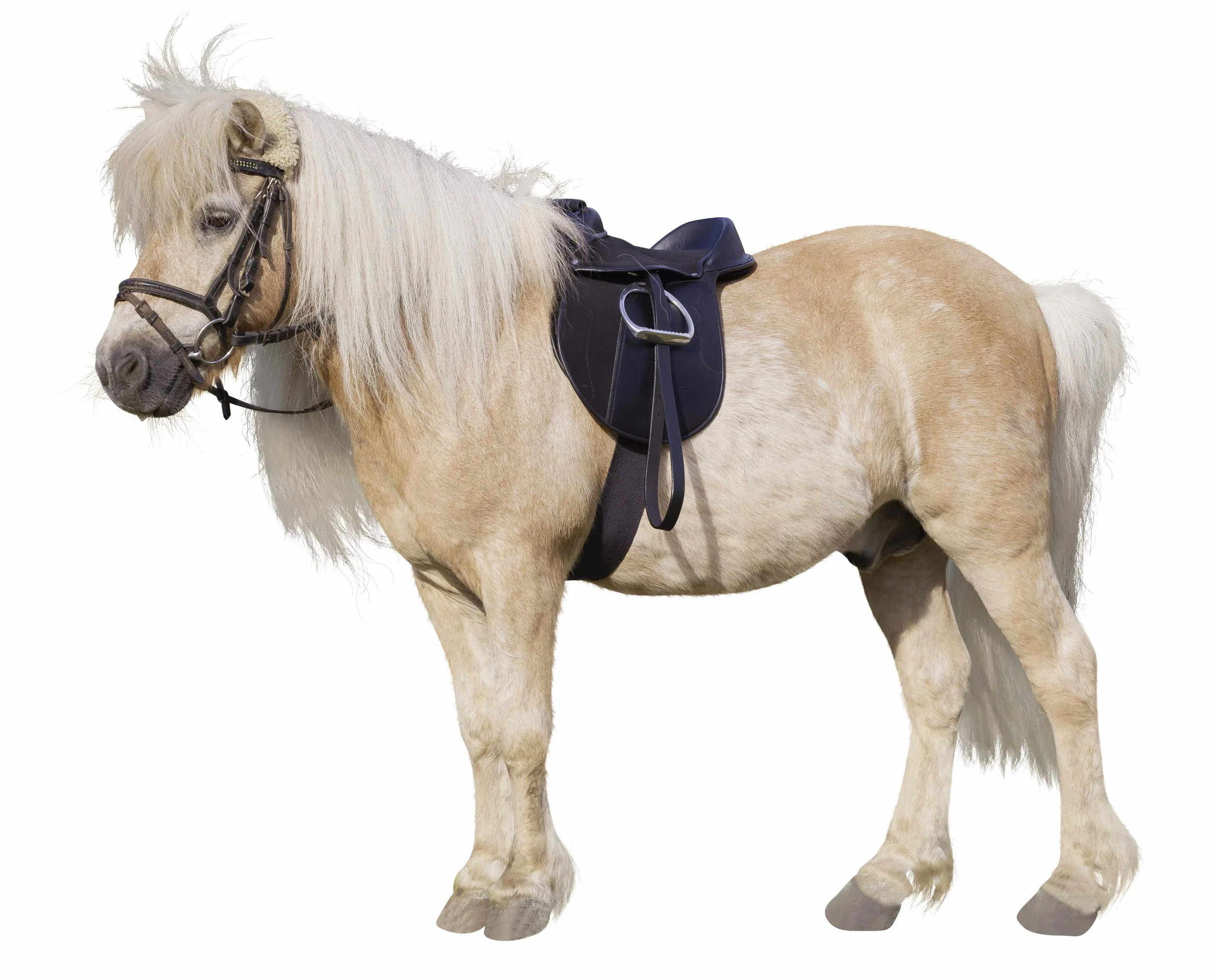 Covalliero Sattelset Economy, Pony, schwarz, 15 Zoll, Kammerweite 34,5cm, Synthetikmaterial, Pferde, rutschhemmend, individuell justierbar
