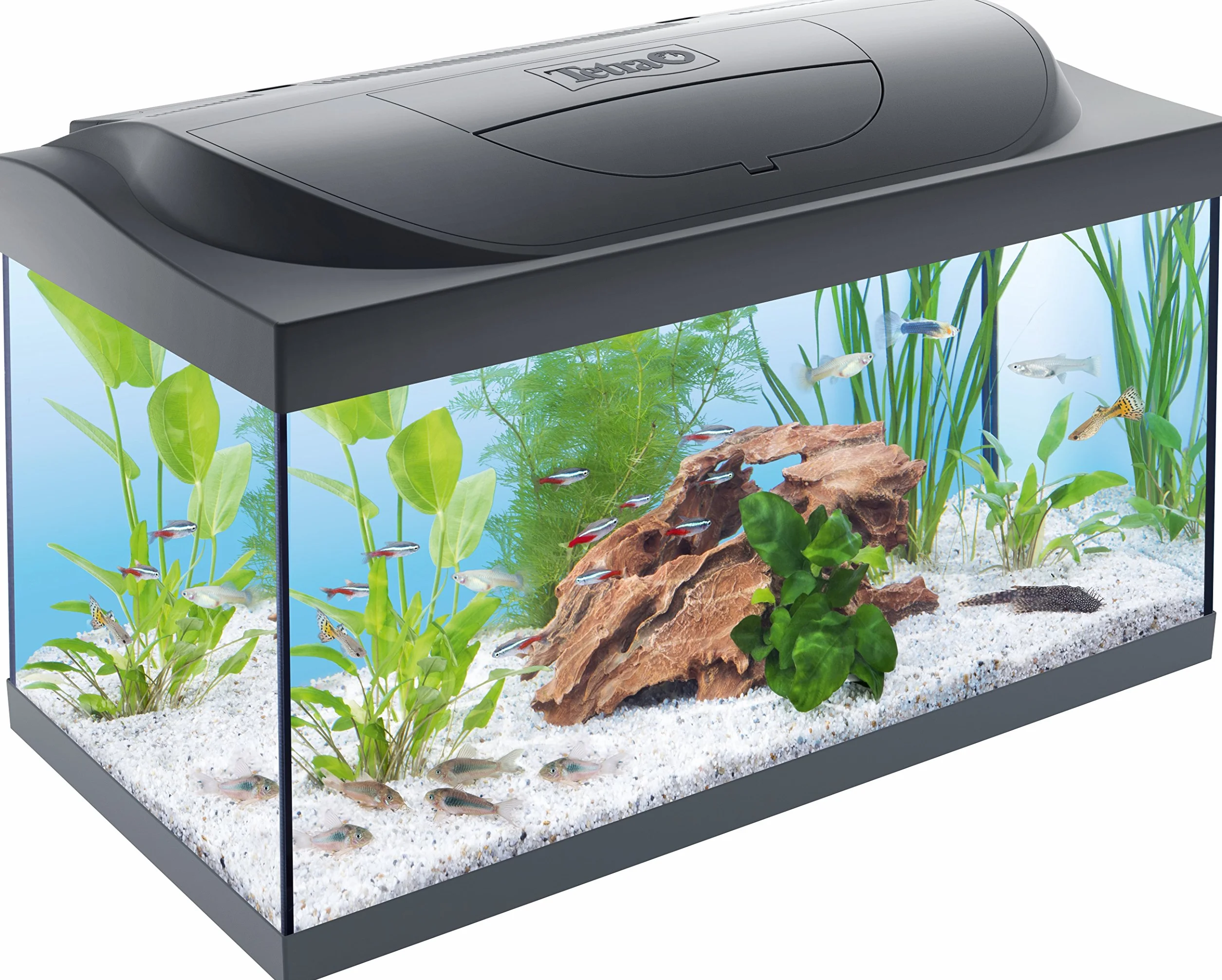 Tetra Starter Line 54 L Aquarium Komplett-Set z LED, filtrem, grzałką, pokarmem i uzdatniaczem