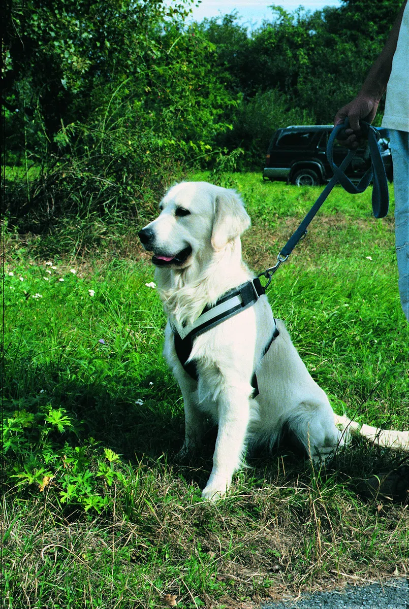 KLEINMETALL Allsafe Gürtel der Sicherheit für Hunde, Schwarz, Größe M