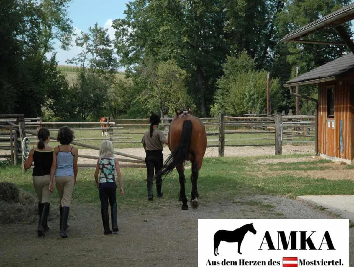 AMKA Soft Seat Bareback Pad Reitpad Reitkissen weich gepolstert mit Sattelgurt, Warmblut