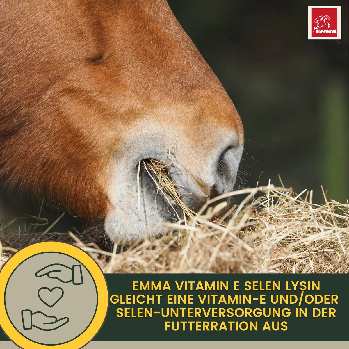 EMMA Mineralfutter Pferde Set 5kg Pellets + 1L Vitamin Liquid + Vitamin B Komplex Paste 30ml | Selen Pferd | Vitamin E D A C B12 | Magnesium | Bierhefe | Immunsystem & Muskelaufbau