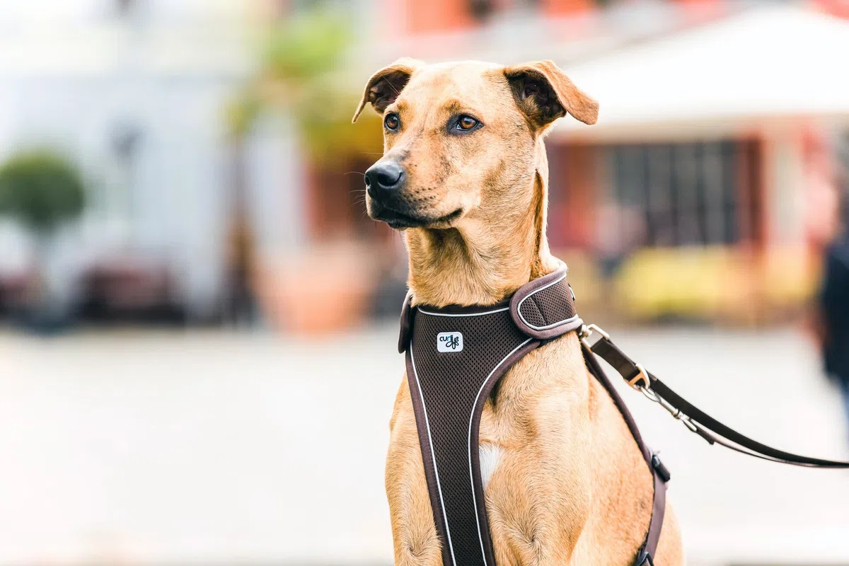 Belka Harness Brown S