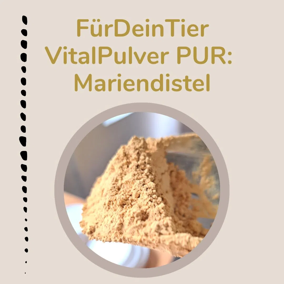 Für Dein Tier VitalPulver Pur | 100% Mariendistel (1 x 1,5 kg) | Silybum marianum Pulver mit 80% Silymarin | Ergänzung der Fütterung für Hunde, Katzen und Pferde | Unterstützt die Leberfunktion