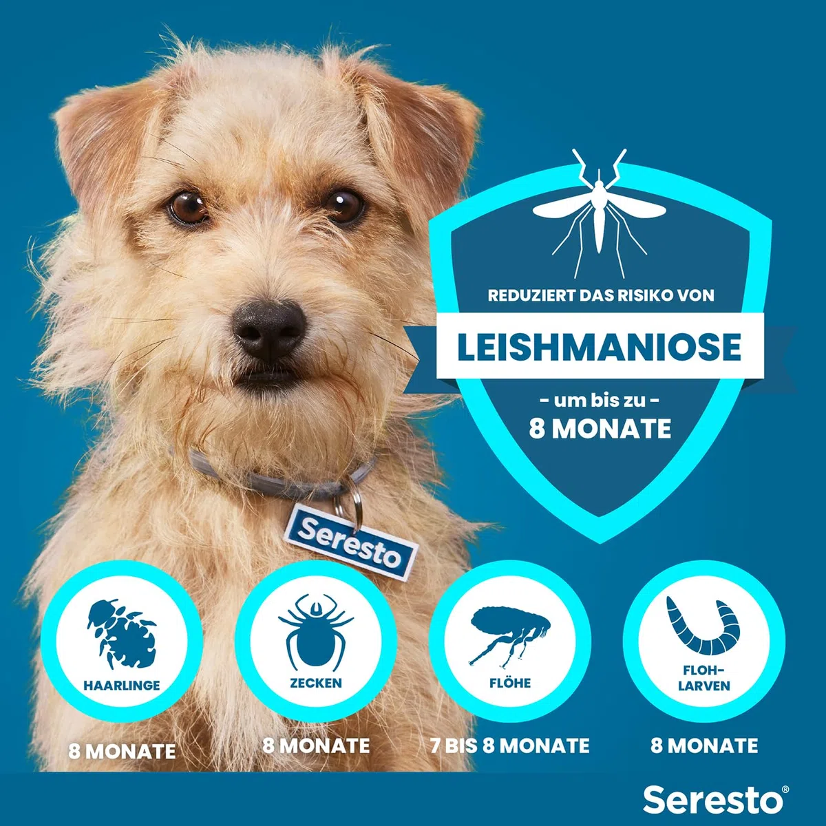 Seresto Zeckenhalsband Kombi-Set für kleine Hunde bis 8 kg & Katzen, 2 Halsbänder | Praktisches Set mit 1x für kleine Hunde bis 8kg & 1x für Katzen. Bis zu 8 Monate Schutz gegen Zecken und Flöhe