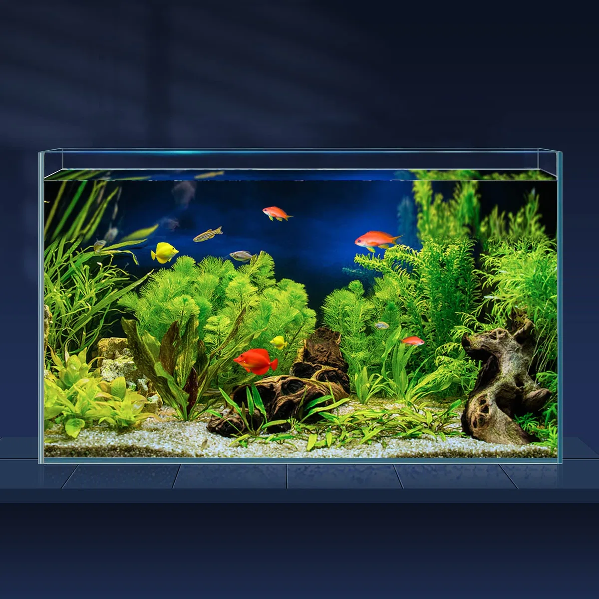 LAQUAL Aquarium, 30,5 l, ultraklares Glas, randlos, eisenarm, für Betta/Nano/Goldfisch/Schnecke/Garnelen, großes Aquarium, Abdeckungs-Set, Futterring und Reinigungswerkzeuge