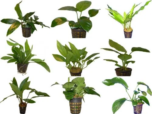 15 Töpfe Anubia, 6-7 Verschiedene Sorten Anubias, Aquariumpflanzen, Wasserpflanzen