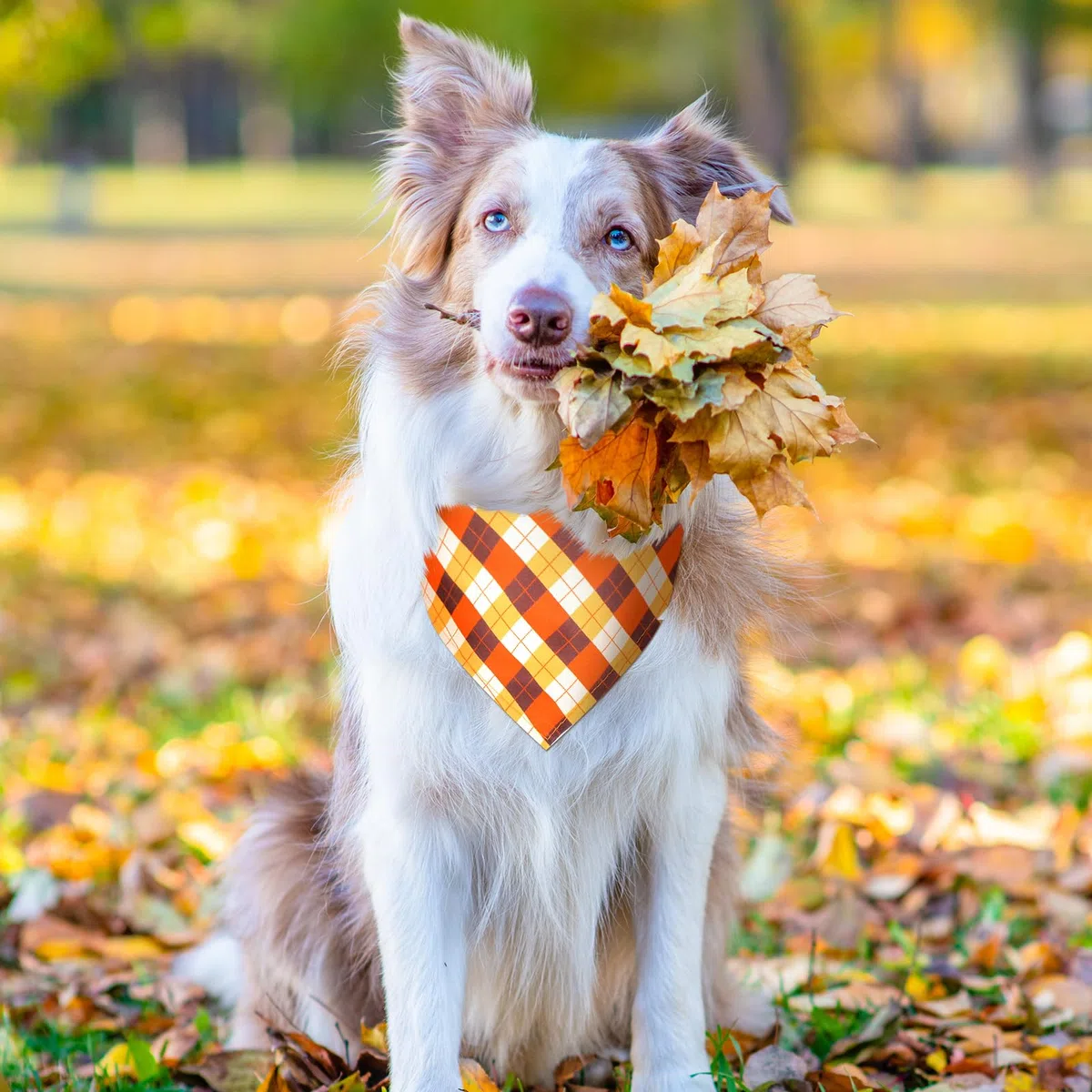 Newwiee 200 Stück Thanksgiving Day Hund Bandana Kürbis und Truthahn Bedruckte Lätzchen Dreieck Hund Taschentuch Verstellbar Haustier Schal Weich Bequem Hund Halstuch für kleine bis große Hunde Welpen