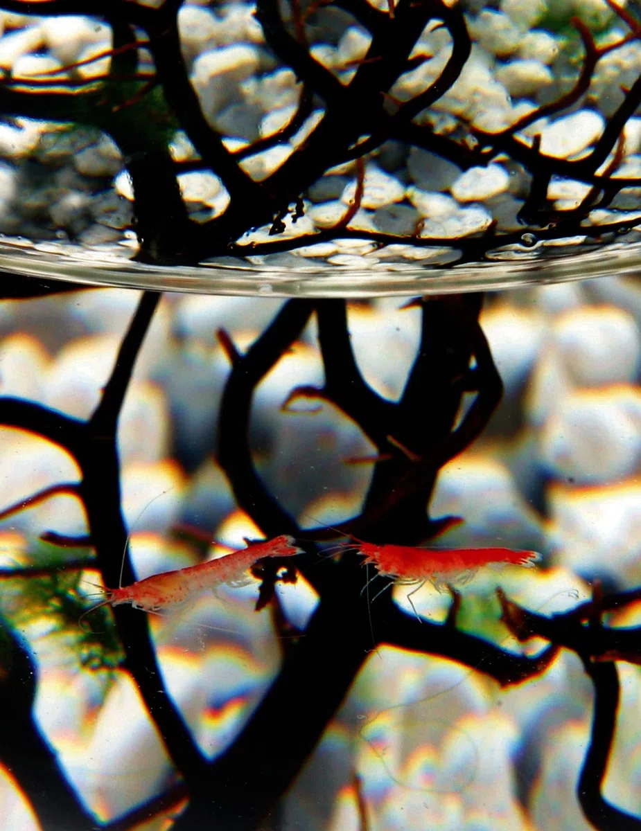 EcoSphere - Miniaquarium aus der NASA Weltraumforschung - handgefertigtes, geschlossenes Ökosystem mit Garnelen - Made in Germany (10cm Kugel)