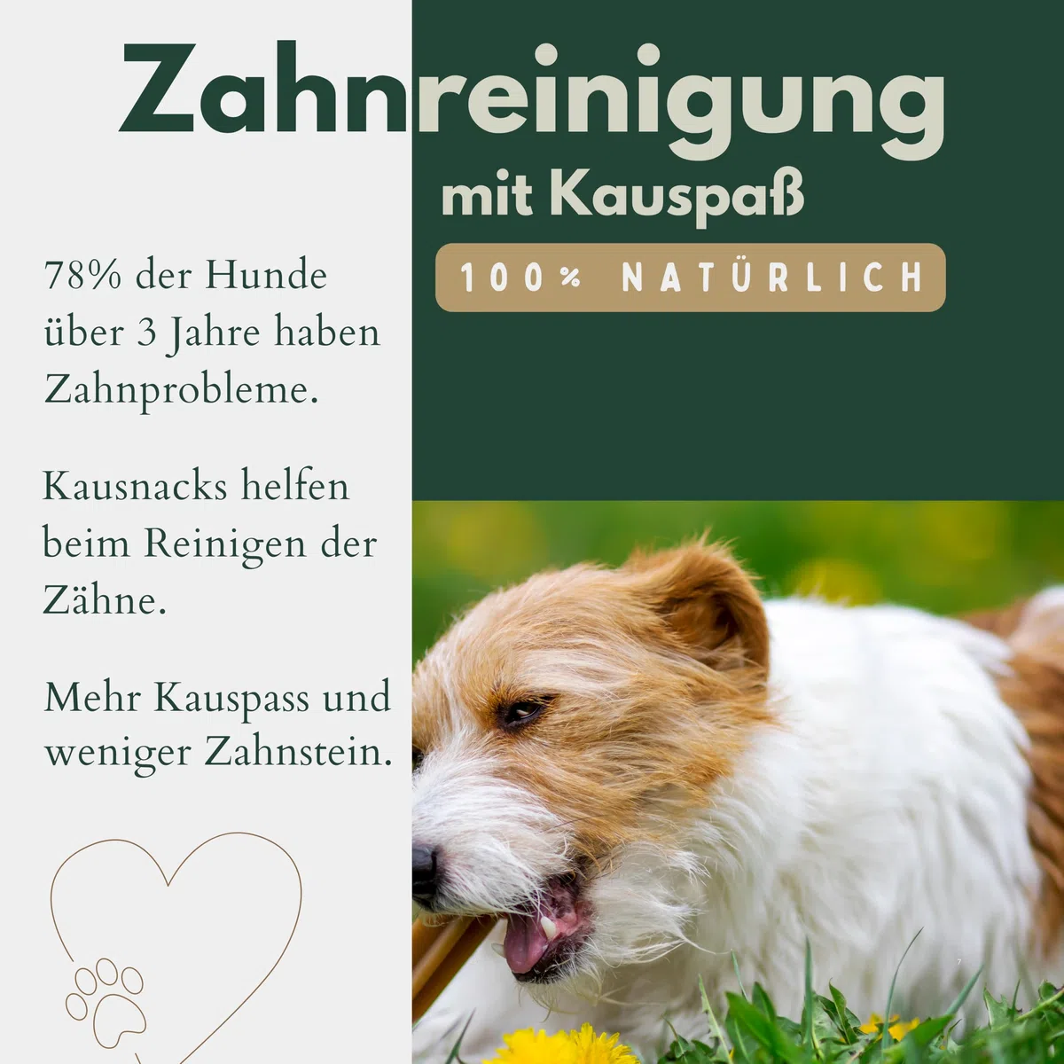BREERs Getrocknete Schweineohrmuscheln für Hunde 5 Kg aus eigener Deutscher Herstellung, Kauartikel für Groß & Klein, Kauartikel aus Schwein, Hundeleckerli getreidefrei, Kausnack, Leckerli Hund