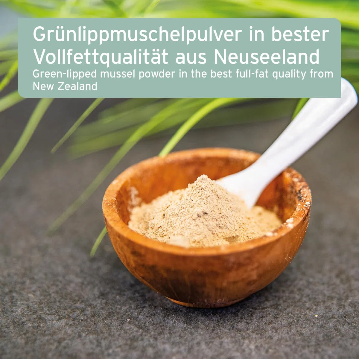 AniForte Grünlippmuschelpulver für Hunde & Katzen 100g - VERGLEICHSSIEGER 2023 Gelenkpulver in Vollfettqualität, unterstützt Gelenke & Agilität, Grünlippmuschel Pulver mit hoher Akzeptanz