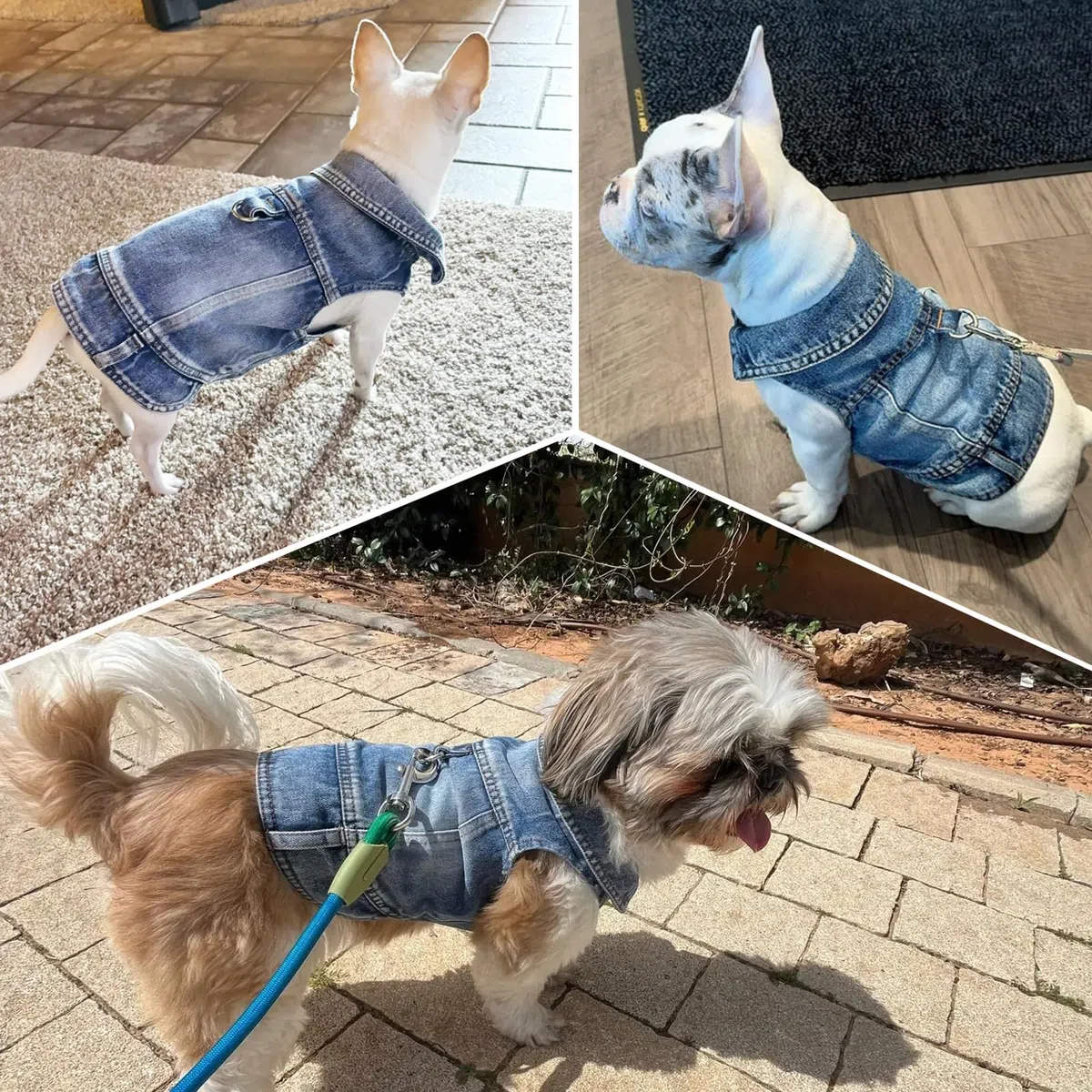 Hunde-Jeansjacke Hundejacke, Cooler Blauer Jeansmantel für kleine, mittelgroße Mädchen, Jungen, Welpen, Kleidung, Komfort-Reversgeschirr, Weste mit D-Ring für Leine