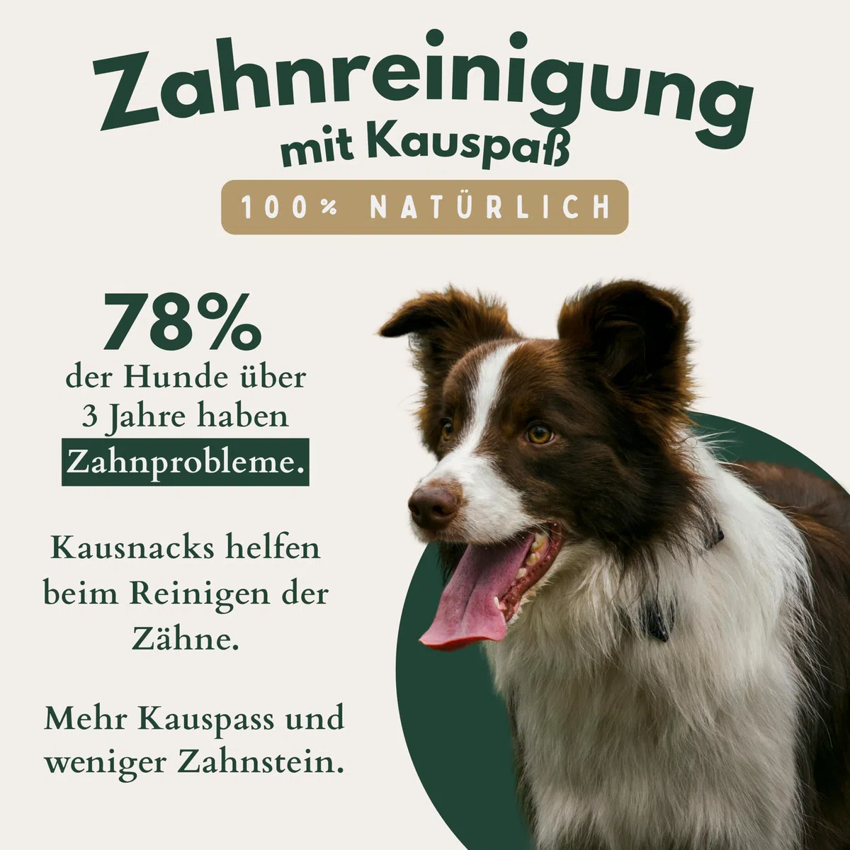 BREERs Getrocknete Ochsenziemer 12 cm für Hunde 25 Stück eigene deutsche Herstellung | Hundeleckerli Kaustange Hundesnack für große, kleine Hunde & Welpen | Kauartikel reinigt und stärkt das Gebiss