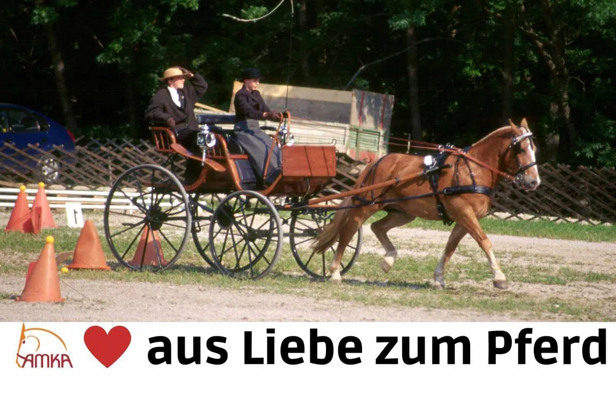 AMKA Einspännergeschirr, schwarz, 1A Ausführung, Gr. Haflinger/VB