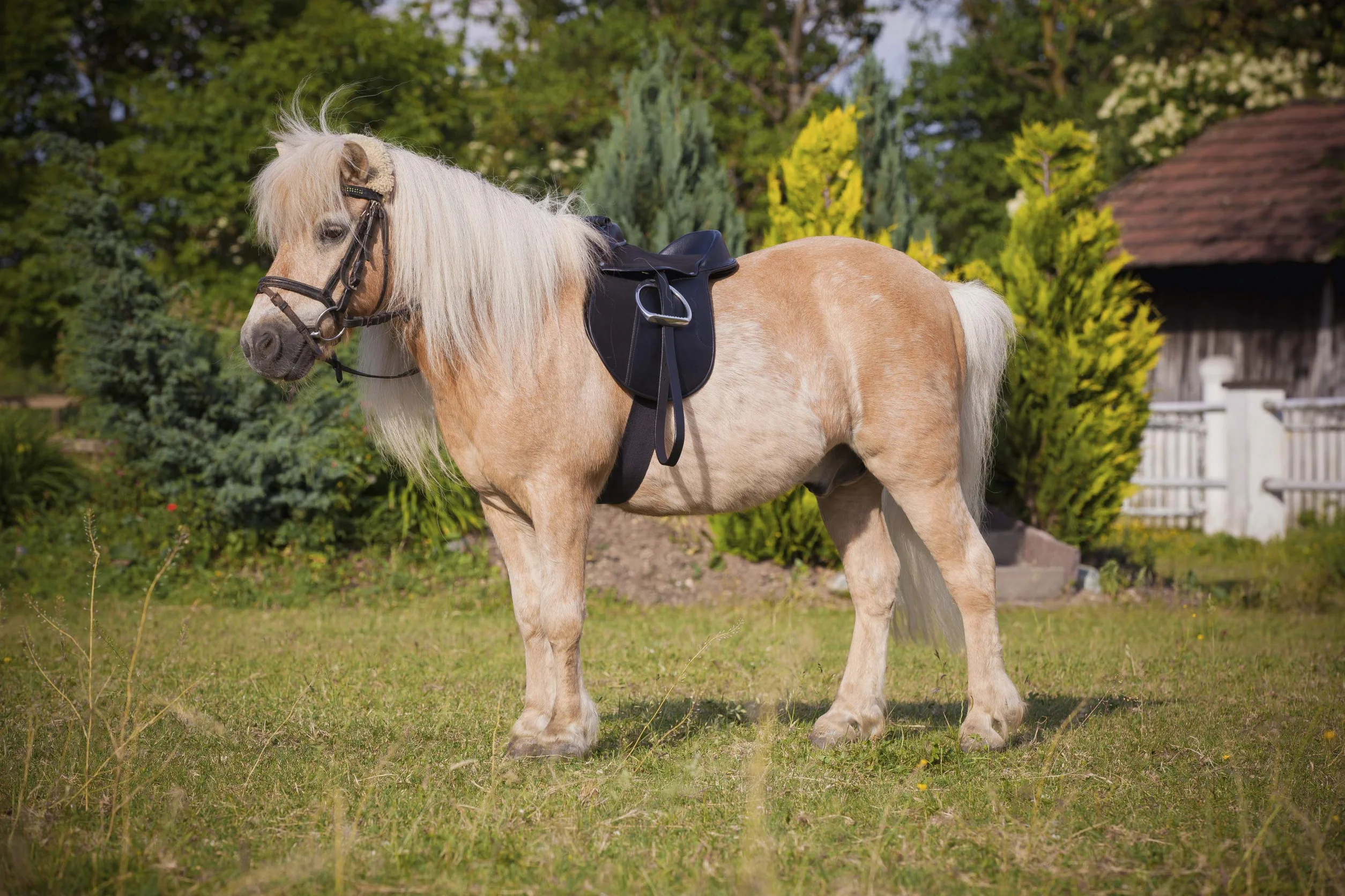 Covalliero Sattelset Economy, Pony, schwarz, 15 Zoll, Kammerweite 34,5cm, Synthetikmaterial, Pferde, rutschhemmend, individuell justierbar