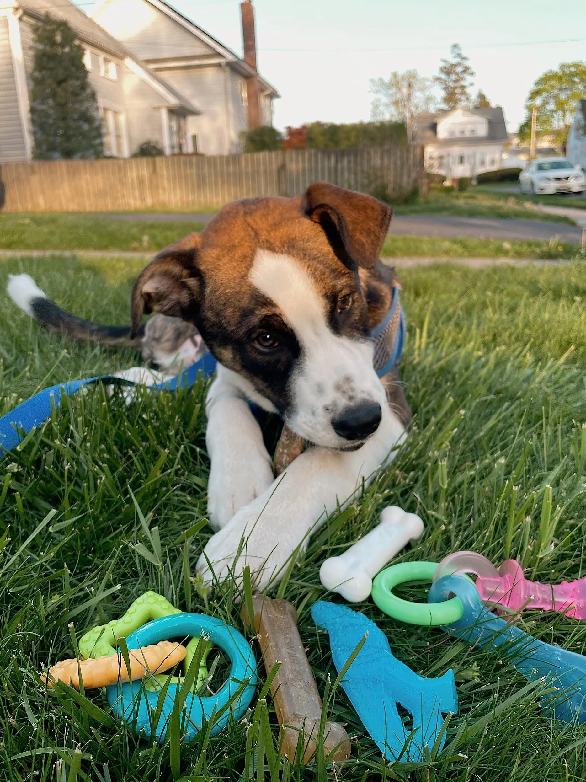 Nylabone Kauspielzeug für Welpen Starter Packungen Puppy Chew Spielzeug