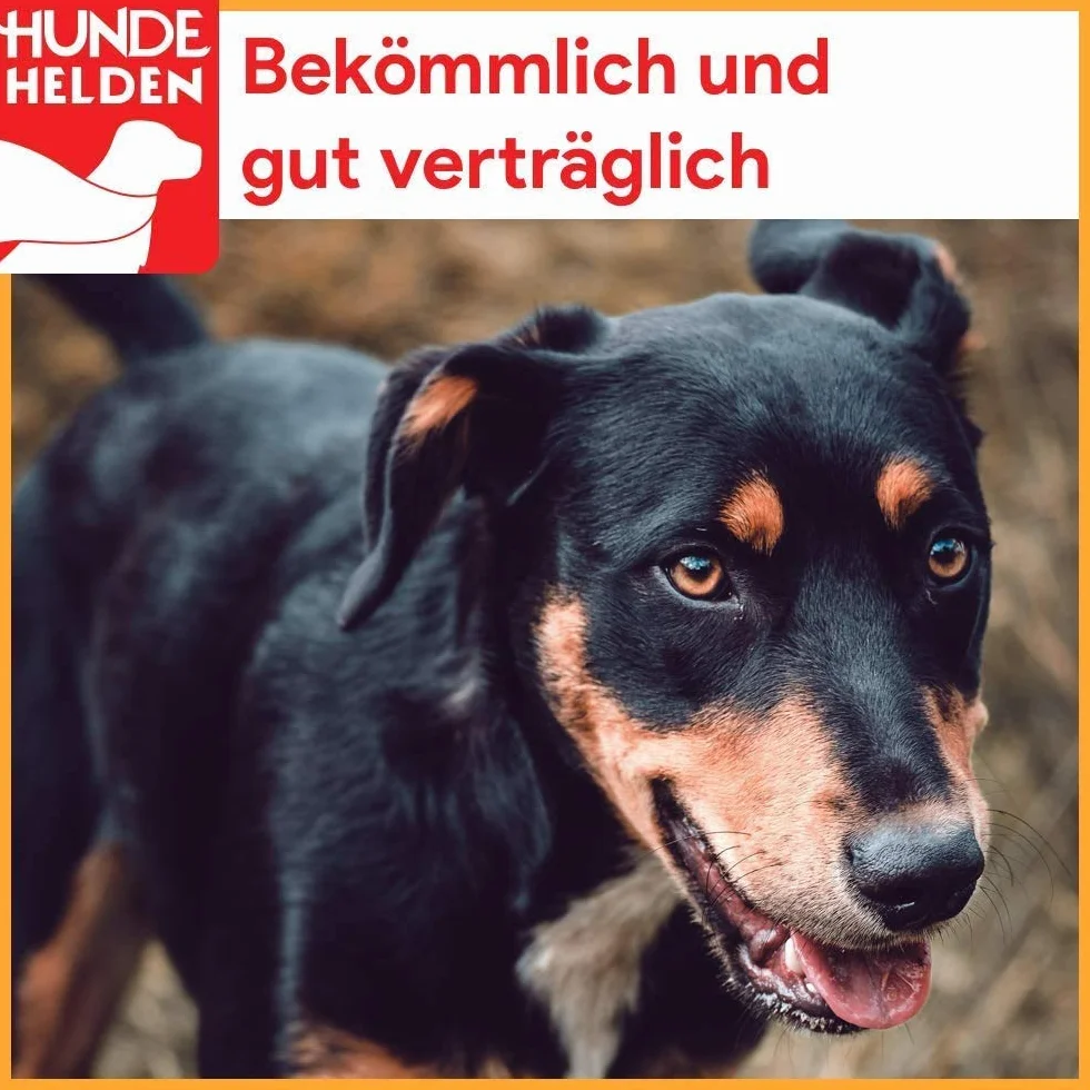 BREERs Getrocknete Rindernackensehnen für Hunde 10 Kg aus eigener Deutscher Herstellung, Kauartikel für Groß & Klein
