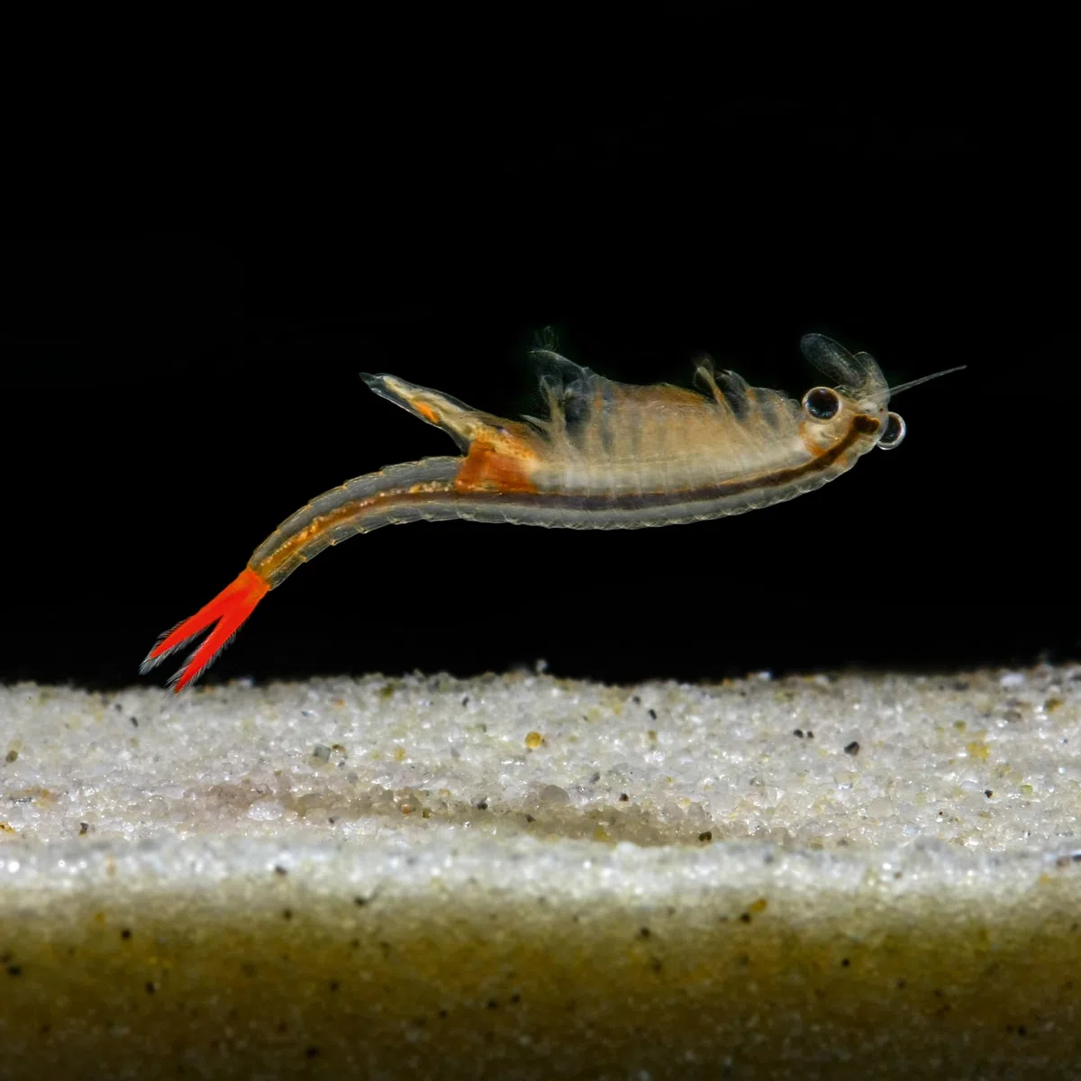 Triops und Feenkrebse Urzeitkrebse Komplettset,6 Liter, Kunststoff Aquarium, Eier, Luftpumpe, Filter, Kescher, Zuchtansatz, Futter und Anleitung