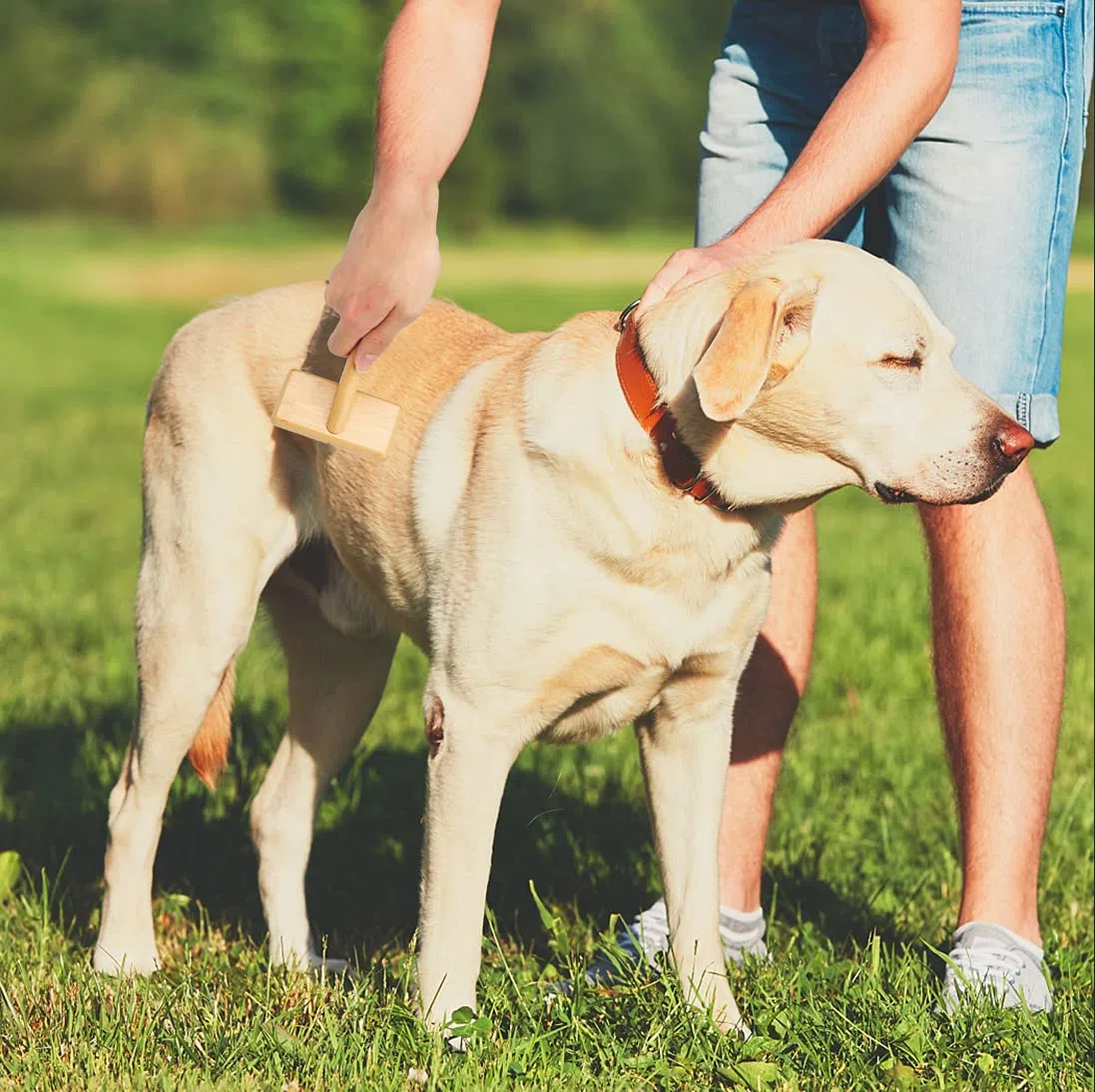 Hunde- und Katzenbürste, Zupfbürste für Haustiere mit Bambusgriff für lange Haare & kurze Haare eleganter Fellpflegekamm zum Entfernen von Schuppen, Verfilzungen und Schmutz