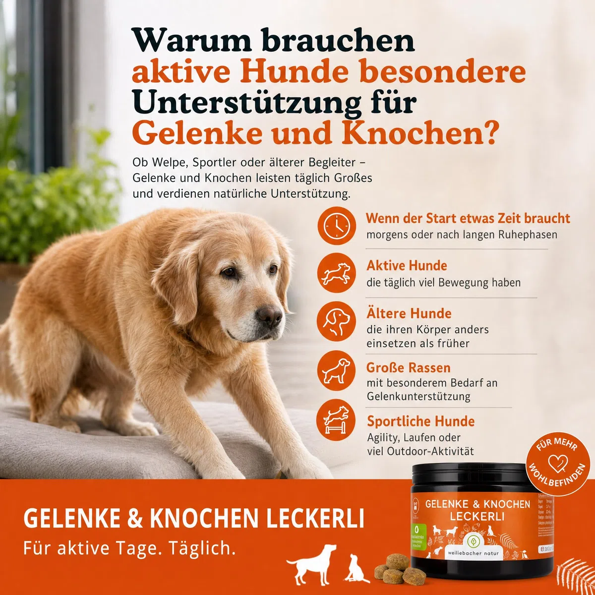 Gelenktabletten für Hunde als Snack | Gelenke & Knochen Leckerli 2 x | Mit Grünlippmuschel & MSM | Gelenkschutz, Knorpelpflege & Knochenaufbau | Unterstütz Gelenke und Knochen