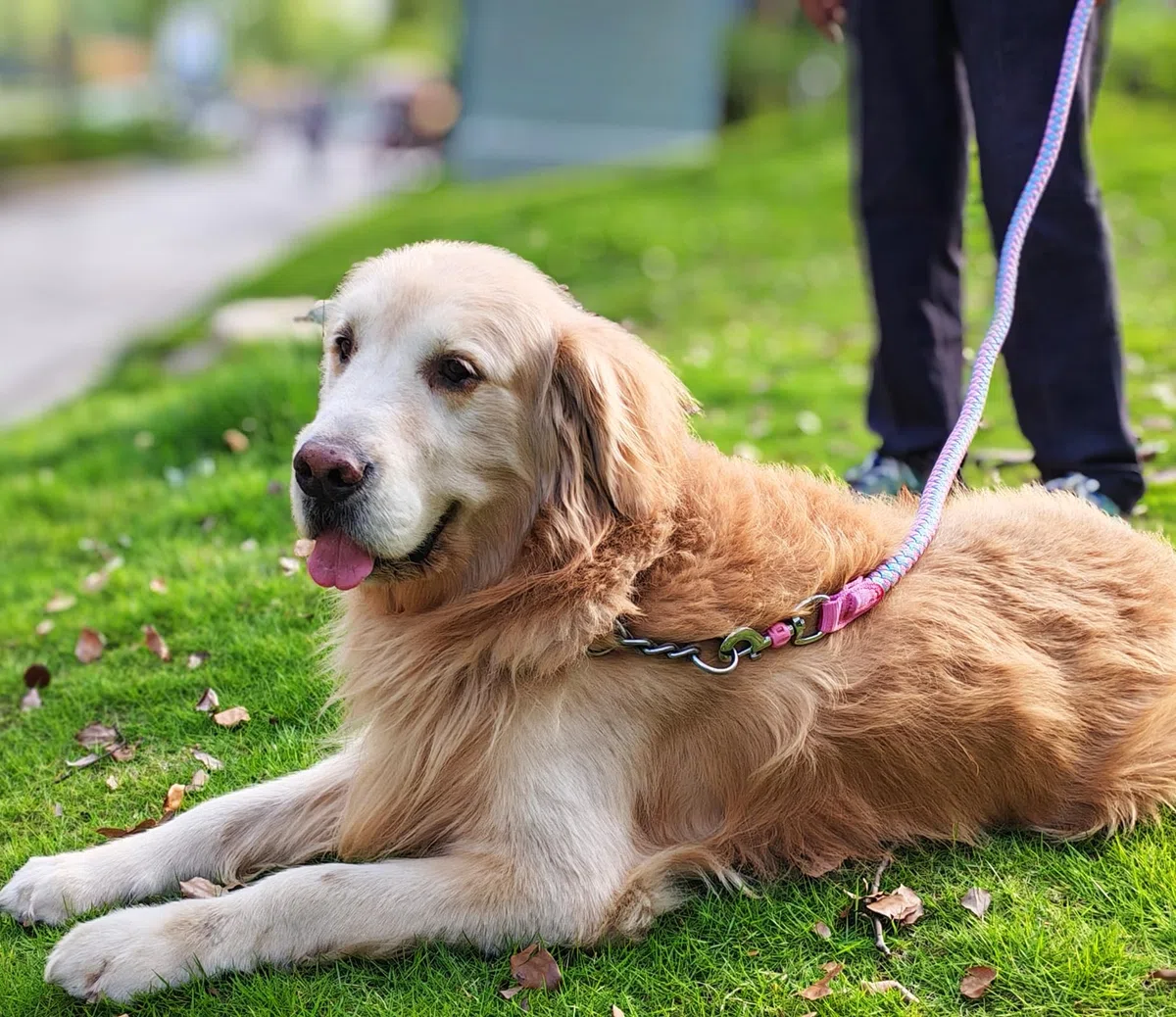 Hundeleine mit reflektierendem Nylon, Hundeleine für mittelgroße und große Hunde