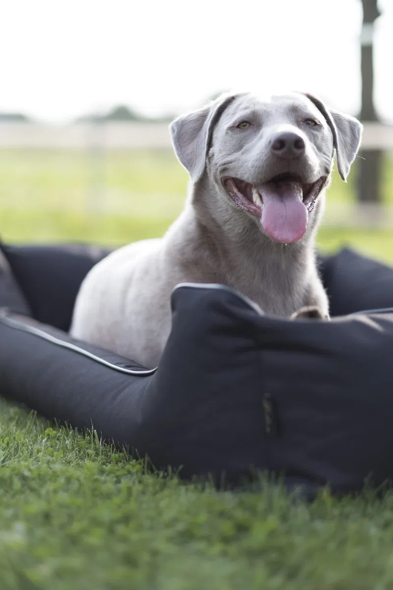 Lebon - Hundebett Paula Plus Schwarz - Orthopädisch - 3 Größe - 80 cm - 100cm - 120cm -Mit Reißverschluss und waschbar - Pflegeleicht - Schmutz - und Wasserabweisend (XL)