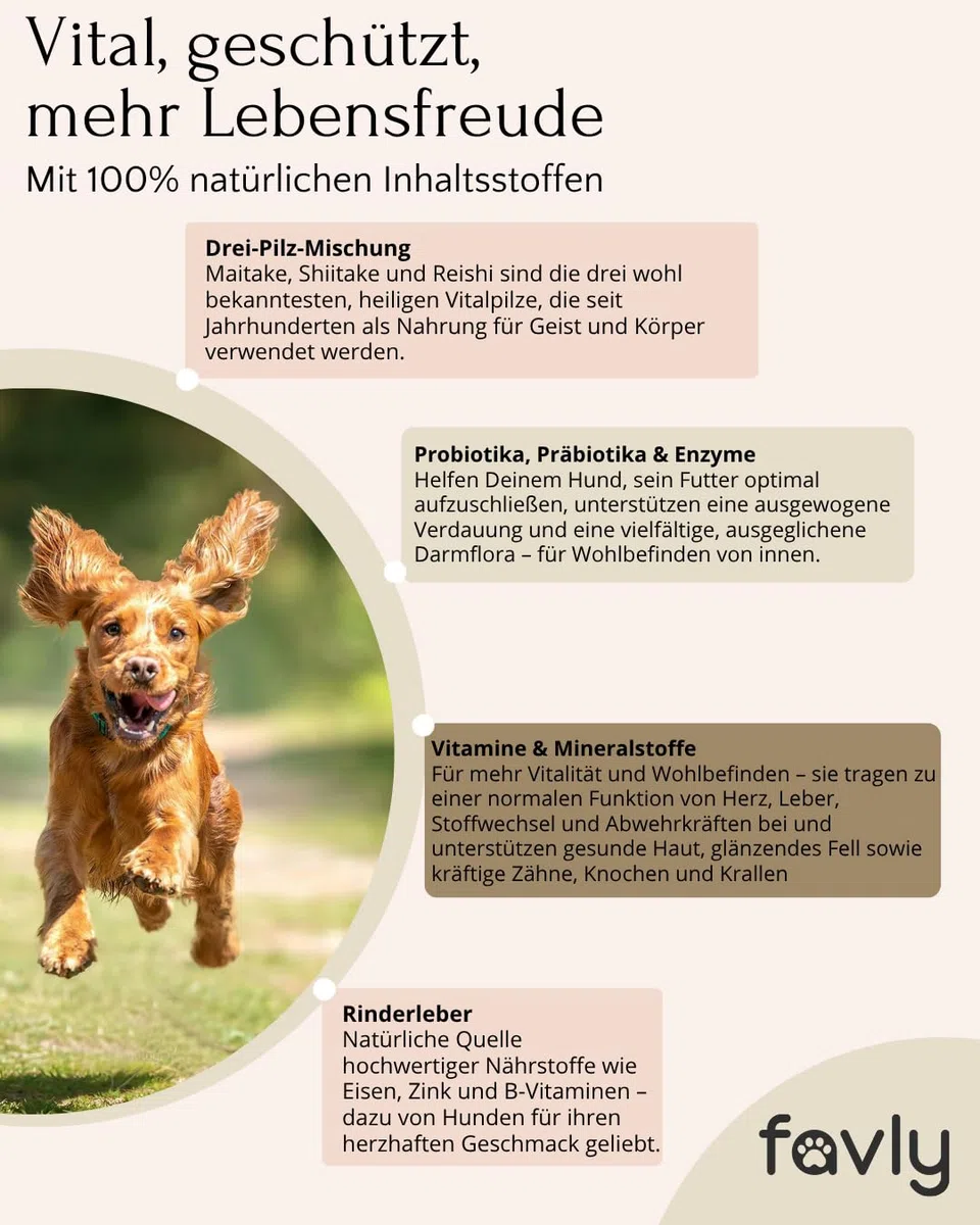 LongV+ – Zellschutz & Vitalität für Hunde – tierärztlich entwickelt – Grünlippmuschel, MSM, Vitalpilze & Antioxidantien – Getreide- & glutenfreies Pulver – 6er Set (6 x 100 g)