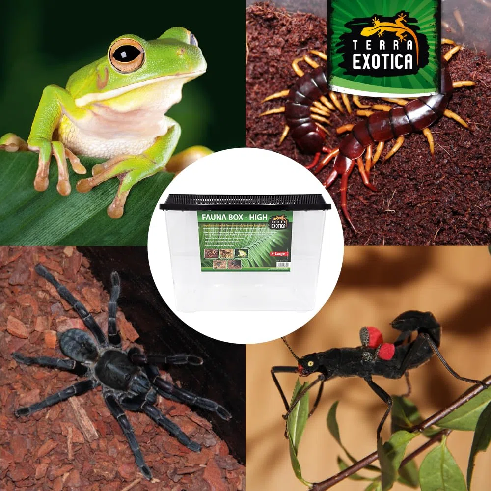 Terra Exotica Fauna Box Flat (Large, Small) oder Fauna Box High (Large, X-Large) - Transportbox für Reptilien, Amphibien,Mäuse - Kunststoffterrarium/Zuchtbox für Insekten (High, Extra-Large)