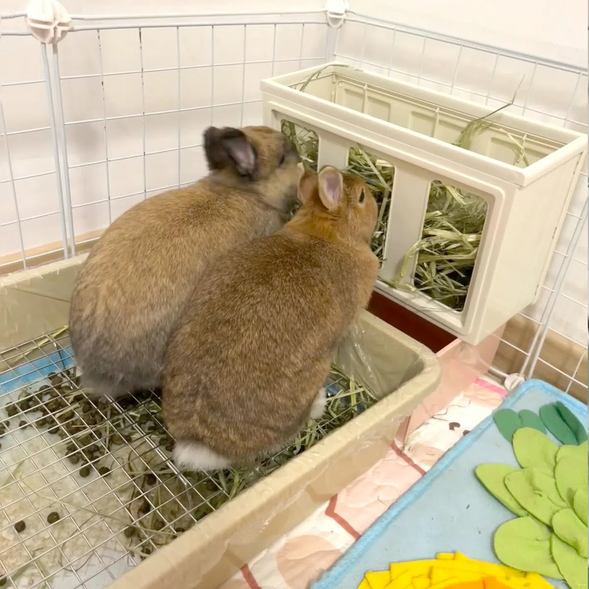 Verbesserte große und mittlere Katzentoilette für Kaninchen und Meerschweinchen, ideal für Kaninchen, Frettchen und kleine Haustiere, hohe Kapazität, Käfig-WC-WC-WC-Wanne mit erhöhtem Gitter und