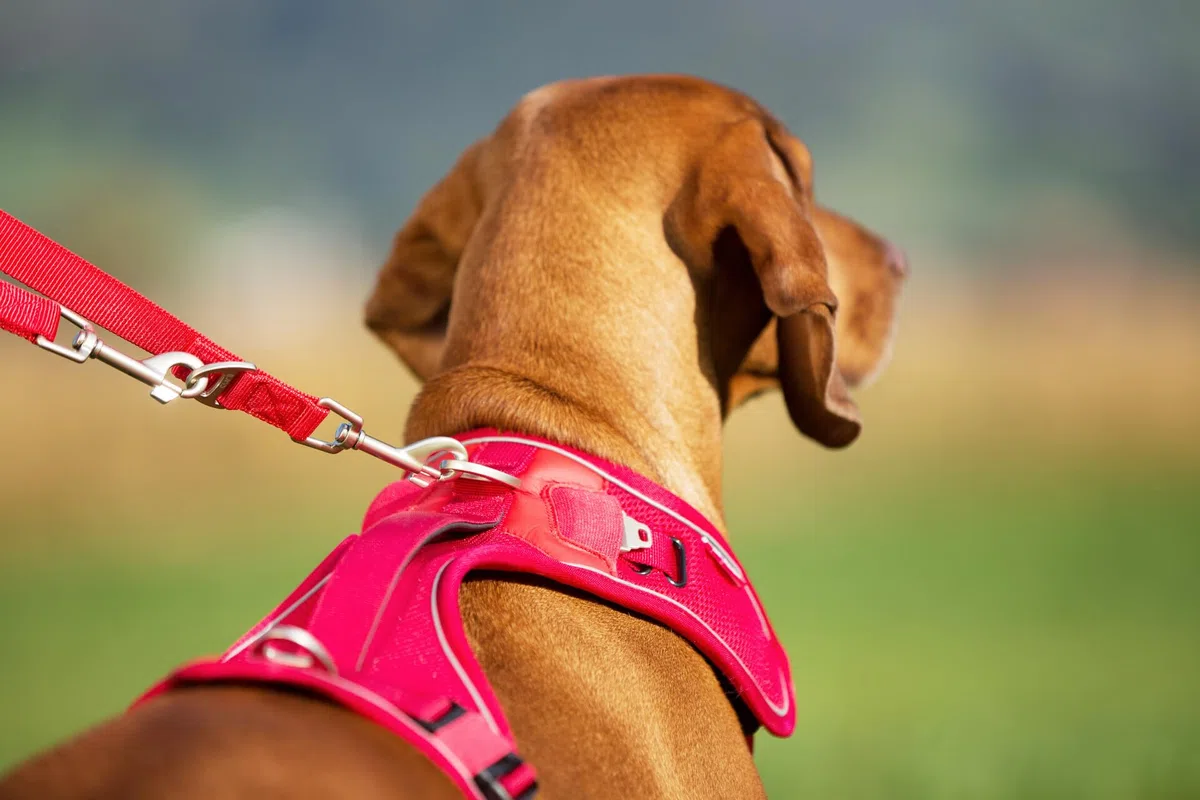 Belka Harness Brown S