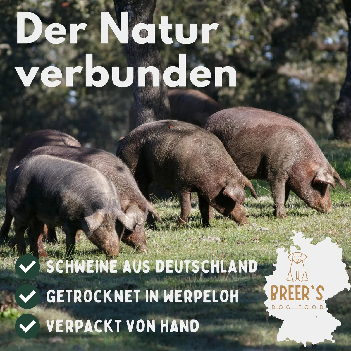 BREERs Getrocknete Schweineohrmuscheln für Hunde 5 Kg aus eigener Deutscher Herstellung, Kauartikel für Groß & Klein, Kauartikel aus Schwein, Hundeleckerli getreidefrei, Kausnack, Leckerli Hund