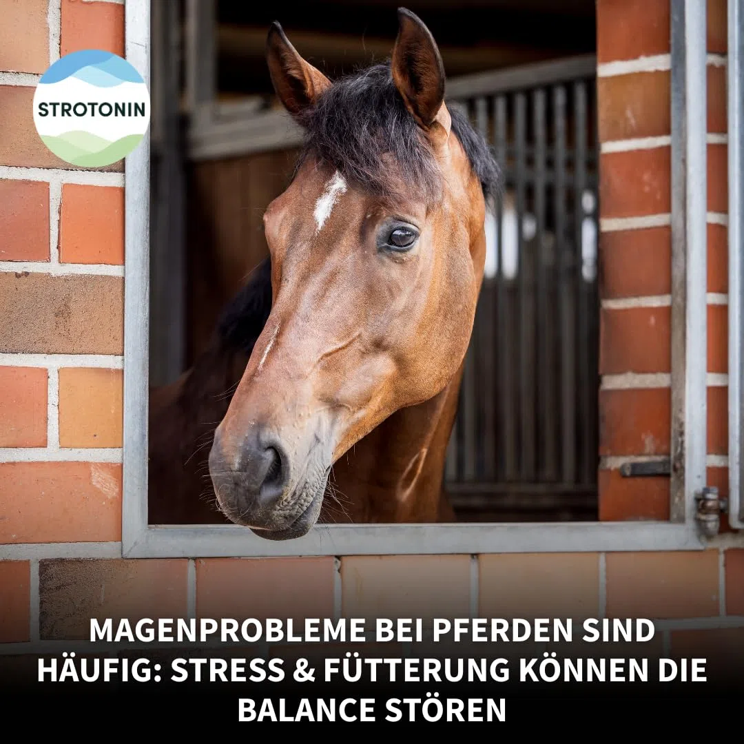 Pferd Gastro | Magenkräuter, Magen Darm & Verdauung - 35 STK | Mit Inulin, Magnesium & Kräutern wie Kamille, Minze und Melisse, für empfindliche Pferde bei Futterumstellung & Training