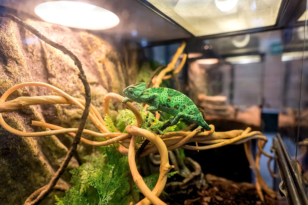 Rückwand Kamari Zierkork für Terrarien (600 x 300 mm)